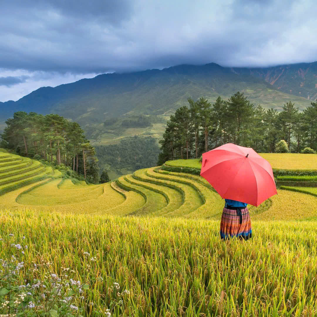 Sapa Rice Paddies 2026 Trekking