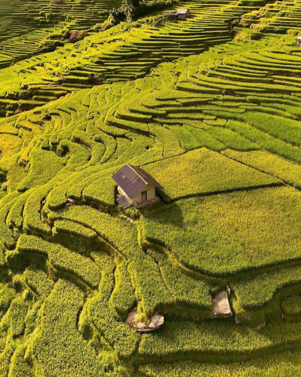 Sapa Rice Paddy Trekking 2d1n Hometstay 5